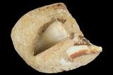 Mosasaur Tooth and Enchodus Fang In Rock - Morocco #179340-1